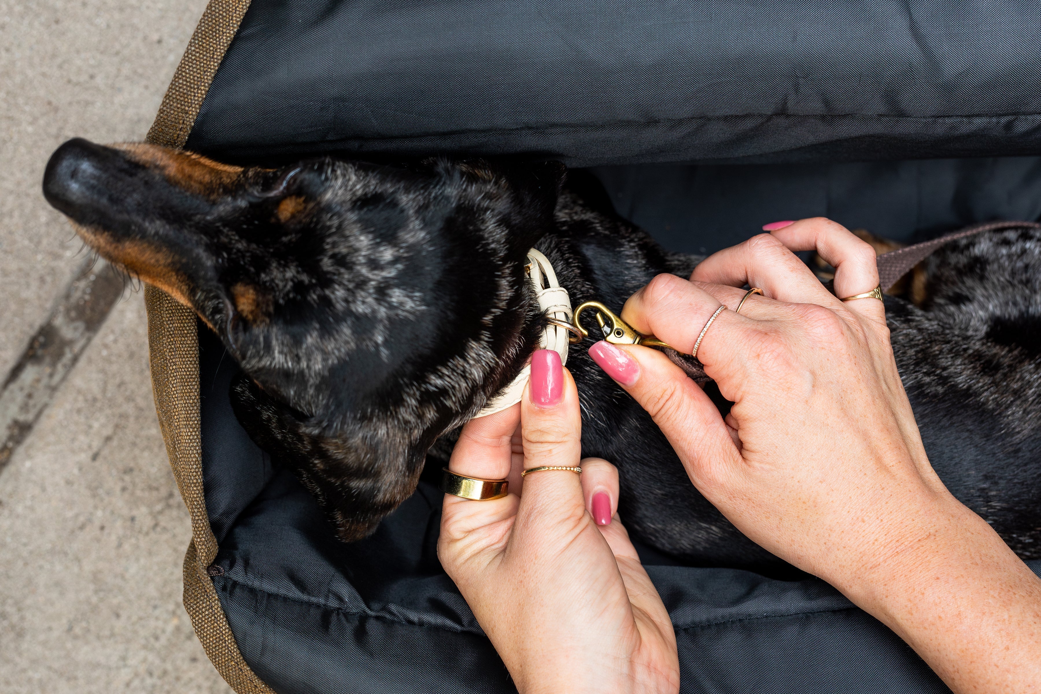 The Daily Carrier – Travel Pet Carrier
